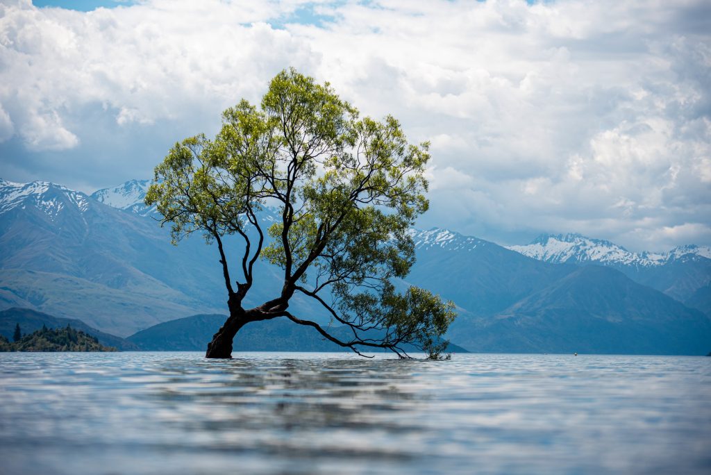 View of an old tree in a lake with the snow-covered mountains in the background on a cloudy day